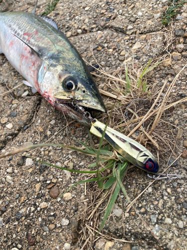 サゴシの釣果