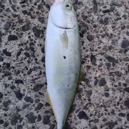 ワカシ
