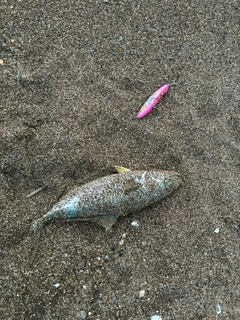 コゾクラの釣果