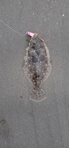 ヒラメの釣果