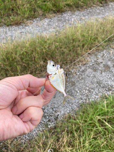 ヒイラギの釣果