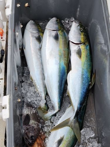 ワラサの釣果