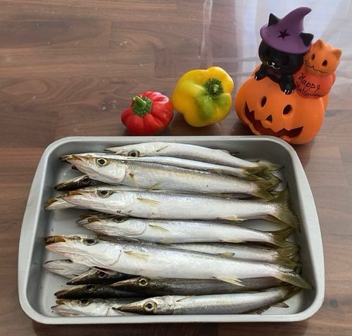 カマスの釣果