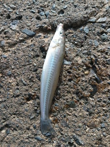 シロギスの釣果