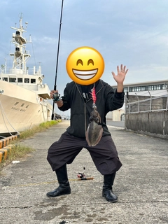 コウイカの釣果