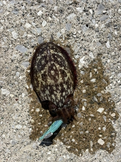 コウイカの釣果