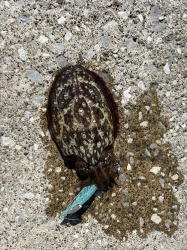 コウイカの釣果