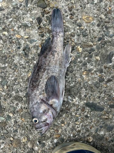 ソイの釣果