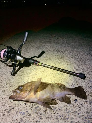 シロメバルの釣果