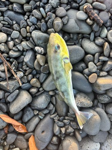 フグの釣果