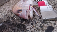 マダイの釣果