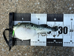 トラフグの釣果