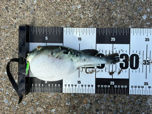トラフグの釣果