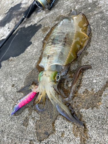 アオリイカの釣果