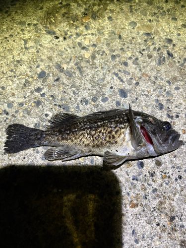 クロソイの釣果