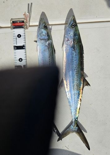 サワラの釣果
