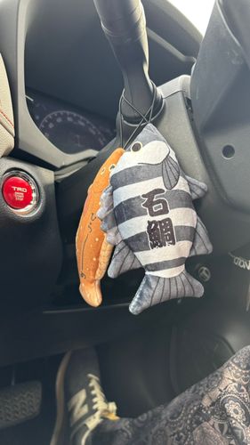 イシダイの釣果