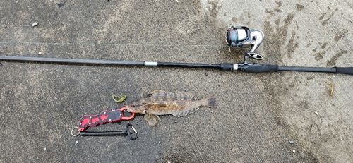 アイナメの釣果