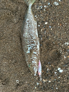 フクラギの釣果