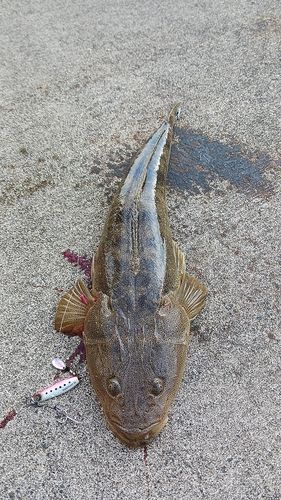 マゴチの釣果