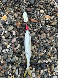 釣果