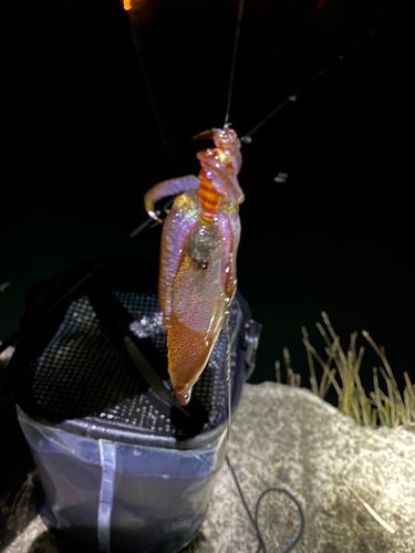 マメイカの釣果