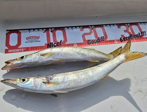 カマスの釣果