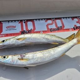 カマス