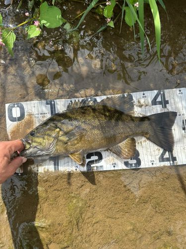 スモールマウスバスの釣果