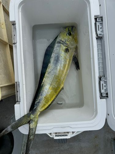 シイラの釣果