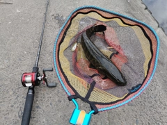 ライギョの釣果