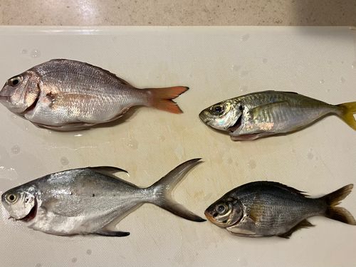 コバンアジの釣果