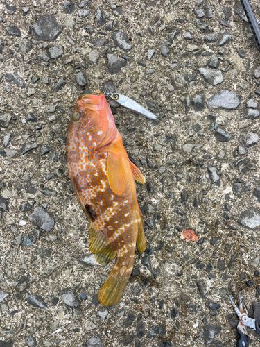 アコウの釣果