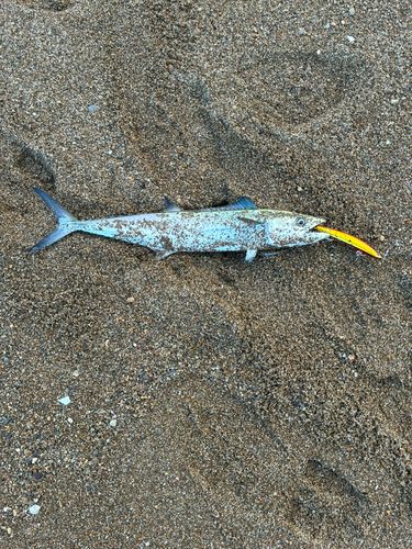 サゴシの釣果