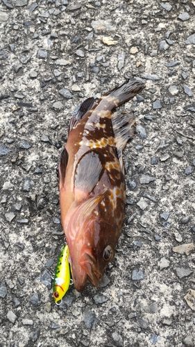 アコウの釣果
