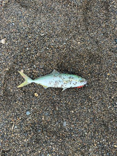 ワカシの釣果