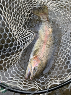 ニジマスの釣果