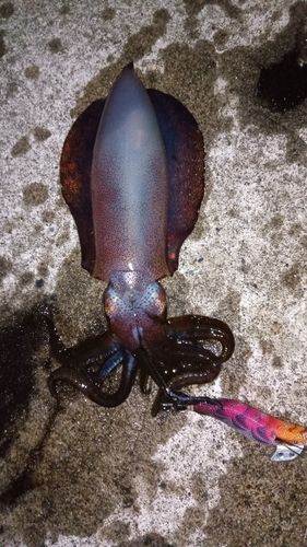 アオリイカの釣果