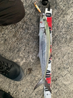 サゴシの釣果