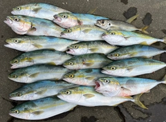 ワカシの釣果