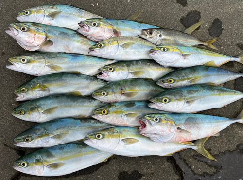 ワカシの釣果