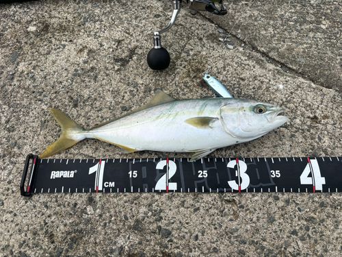 ワカシの釣果