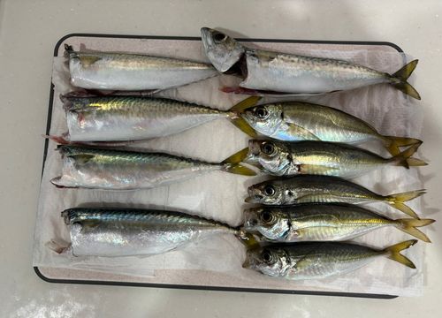アジの釣果
