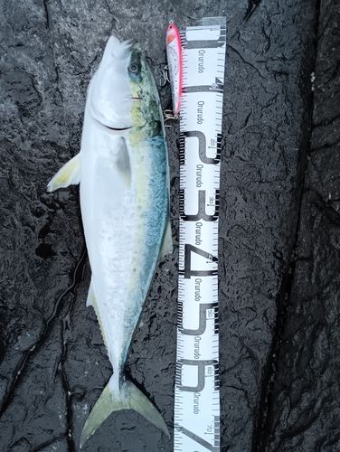 イナダの釣果