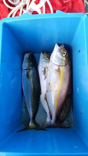 カンパチの釣果