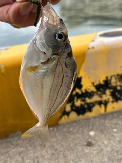 ヒイラギの釣果