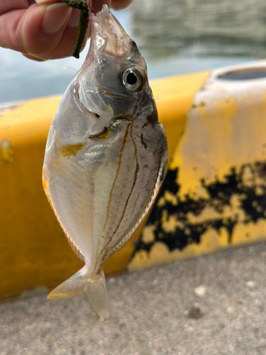 ヒイラギの釣果