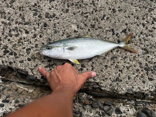 ヤズの釣果