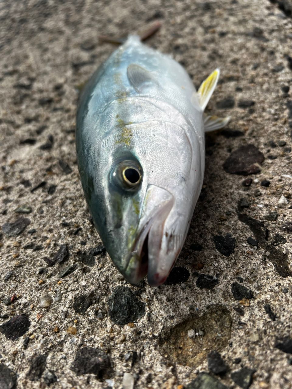 ヤズ
