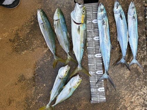 釣果
